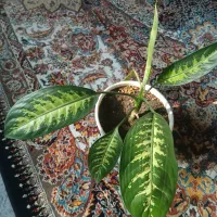 برگ انجیری|گل و گیاه طبیعی|گلبهار, شهر جدید گلبهار|دیوار