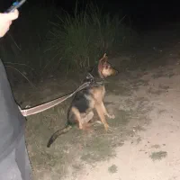 فروش ژرمن ورک|سگ|استهبان, |دیوار