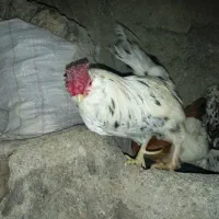 خروس چهل تاج‌ گلین