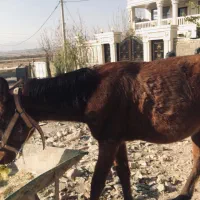 واگذاری اسب