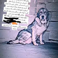 واگذاری سگ ماده پژدر کردی ماده گاور|سگ|مشهد, میان ولایت|دیوار