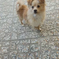 سگ پامر اشپیتز|سگ|بهارستان, |دیوار