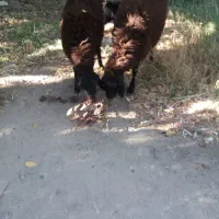 بره ریز دشتی.شهریار شهریار|حیوانات مزرعه|شهریار, رضی آباد بالا|دیوار