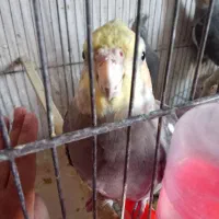 عروس هلندی