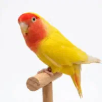 گمشده