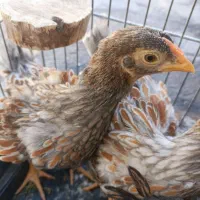 ویاندوت جوجه بلورد و مرغ گلین