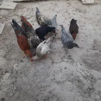 نیمچه مرغ و خروس