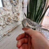 عروس هلندی پاوه|پرنده|پاوه, |دیوار