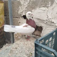 کبوتر طوقی|پرنده|کازرون, |دیوار