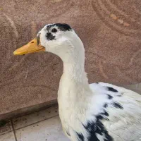 مرغابی ۵ستاره|حیوانات مزرعه|شیراز, زرهی|دیوار