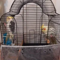 جفت عروس هلندی نر  و ماده|پرنده|مشهد, الهیه|دیوار