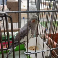 عروس هلندی ماده