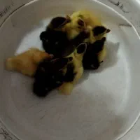 جوجه اردک اسرائیلی