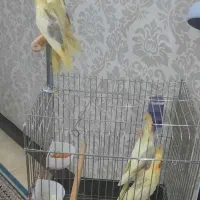 فروش عروس هلندی لوتنیو دو کت و یه کت|پرنده|اندیشه, اندیشه فاز ۱|دیوار