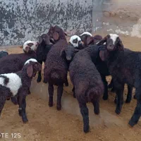 گوسفندبا بره|حیوانات مزرعه|کوهدشت, |دیوار