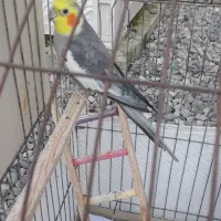 جفت عروس هلندی نر سخنگو   ماده آرام و دستی