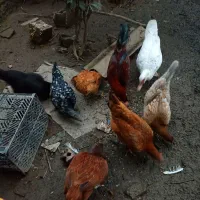 مرغ وخروس اصل محلی