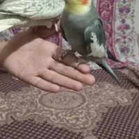 پرنده|پرنده|ایجرود, |دیوار