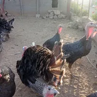 بوقلمون‌برنز|حیوانات مزرعه|آبسرد, |دیوار