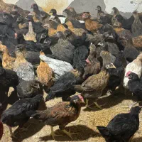 جوجه مرغ و خروس محلی اصل پا سیاه چهار ماه و نیمه