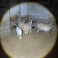 2جفت گوسفندبابره|حیوانات مزرعه|کارزان, |دیوار