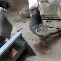 پرنده رنگی نقشی سینه ای سینه سبز ومادهسینهآبی