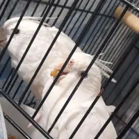 عروس هلندی جفت آلبینو