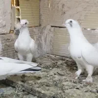 نر و ماده تزعینی