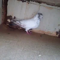 کبوتر کله ای کاکلی دمبی ماده