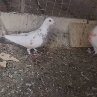 سینه  دم قهوه‌ای