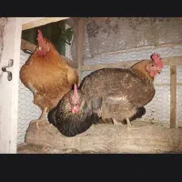 مرغ