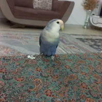 طوطی کوتوله قشنگ وگرینویچ هفت رنگ زیبا