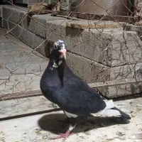 کفتر