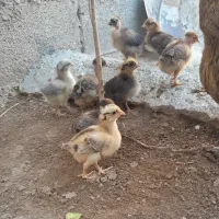 جوجه محلی