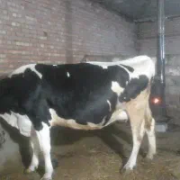 گاوابستن سنگین|حیوانات مزرعه|هریس, |دیوار