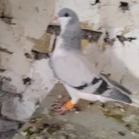 بدرنگ نر  جوان پر آخر