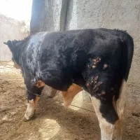 گوساله نر