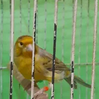 فروش قناری|پرنده|تاکستان, |دیوار