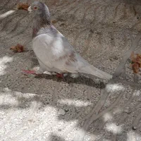 کفتر ابگون