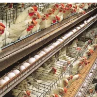 خرید و فروش مرغداری