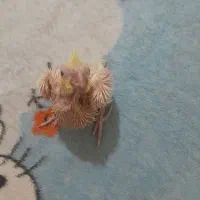 جوجه سرلاکی لوتینو سوپرتاج