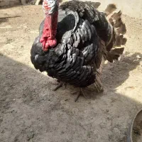 نروماده بوقلمون