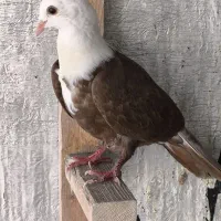 کفتر سینه ،سرک ، دم سفید،مخمل