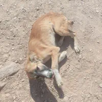 توله سگ