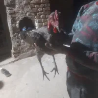 خروس لاری