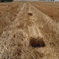 سیفال گندم سفید تمیز