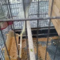 عروس هلندی|پرنده|سنگدوین, |دیوار