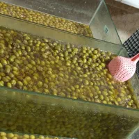 شیشه اکواریوم