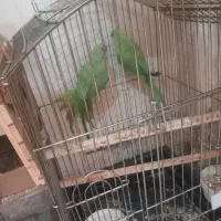 جفت طوطی ملنگو مولد درجه یک معاوضه با طوطی