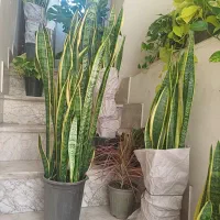 طبیعی گل